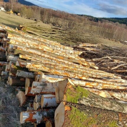 Birkenstammholz Per Lkw PEFC-zertifiziertes Holz