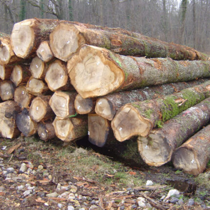 Eschenstammholz Per Lkw PEFC-zertifiziertes Holz