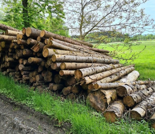 stammholz-fichtenstammholz-saegequalitaet Fichtenstammholz Per Lkw PEFC-zertifiziertes Holz – Bild 1